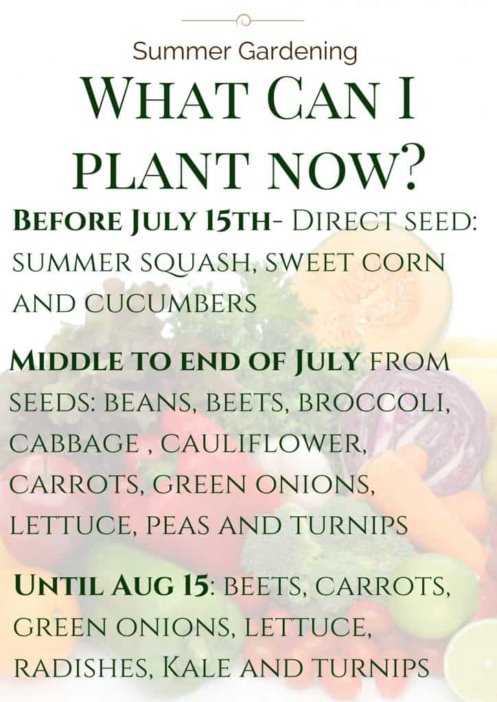 Summer Gardening Its not too late. What can I plant now? A Sparkle of Genius