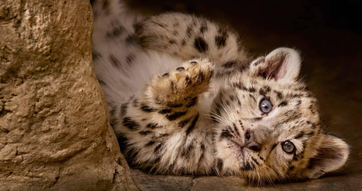 A cat lying on top of a leopard