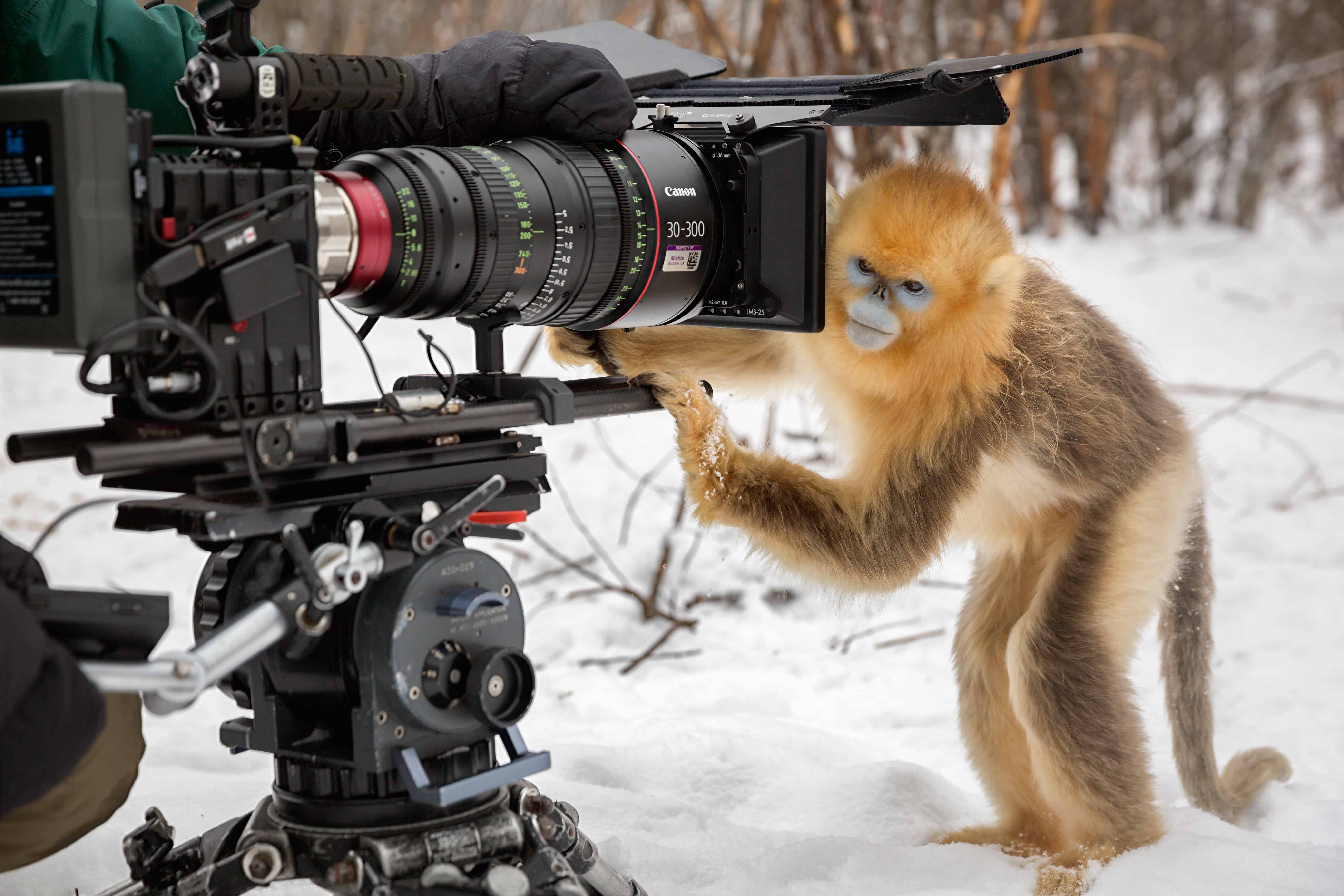 Disneynature and Ature Born in China