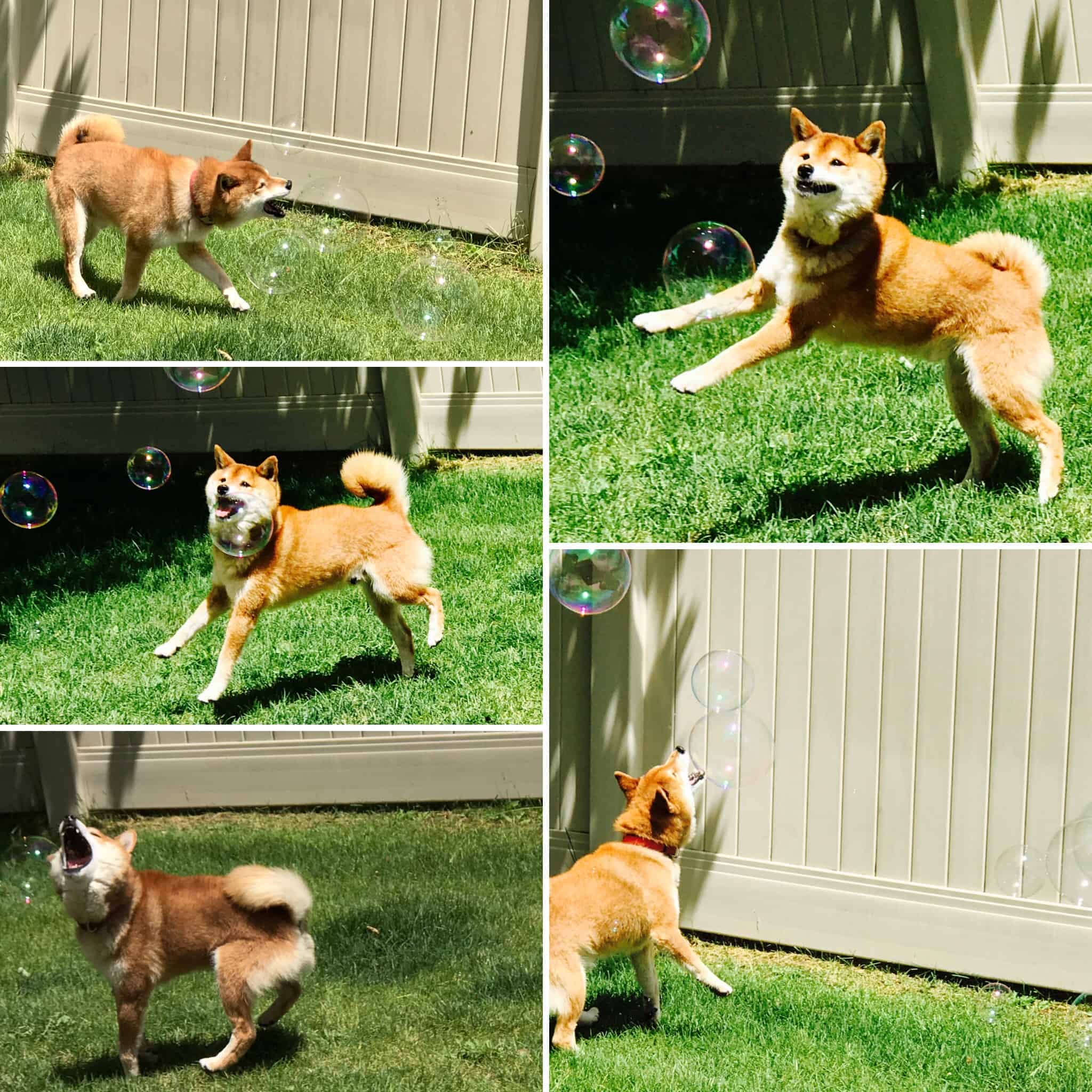 A dog lying on the grass and bubbles