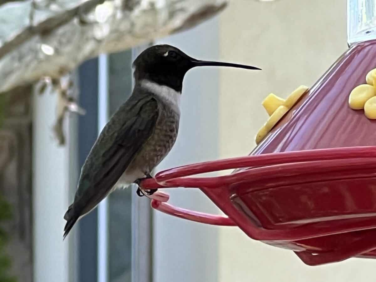 black chinned hummingbird on a feeder
