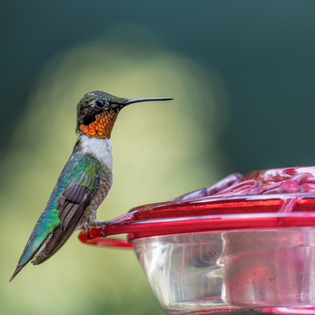 How to keep bees away from Hummingbird Feeders A Sparkle of Genius