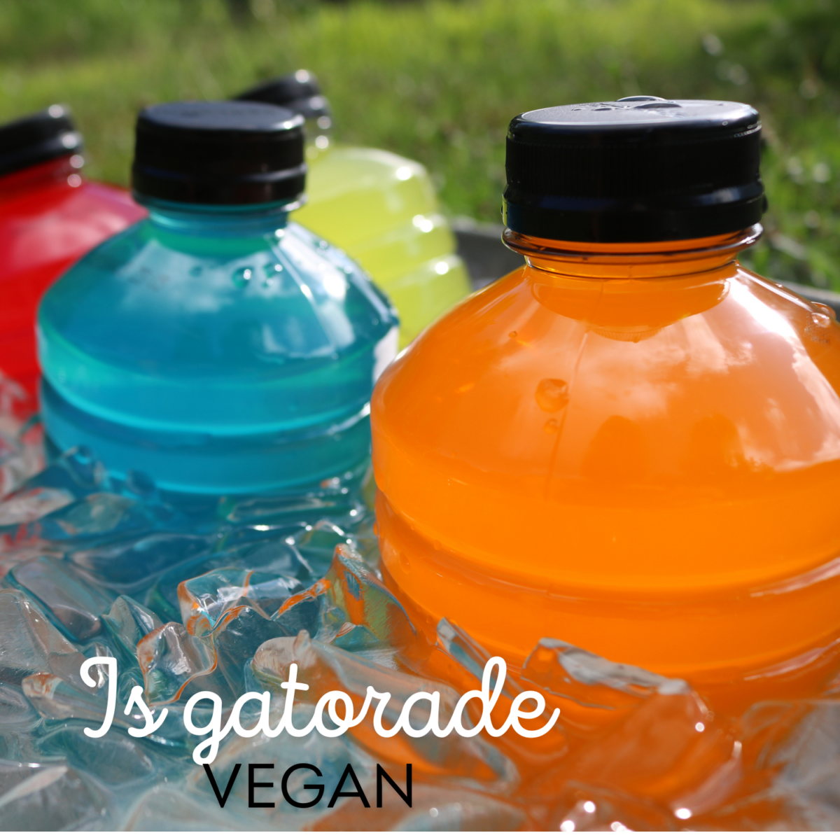 A close-up of colorful Gatorade bottles placed on ice with the text "Is Gatorade VEGAN" written at the bottom of the image, offering a quick drink guide for vegan options.