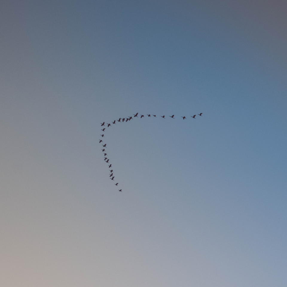 Why do birds fly in a V formation? - A Sparkle of Genius