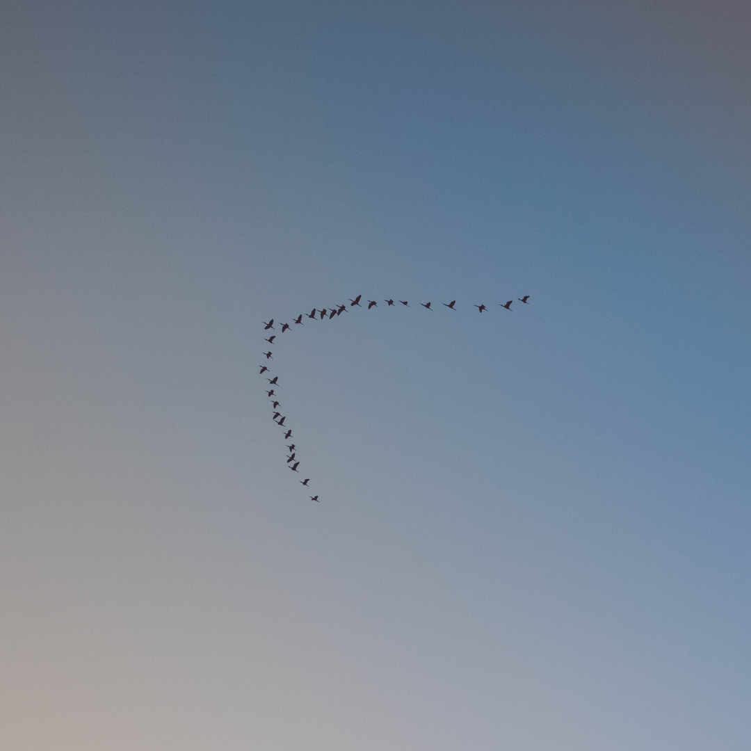 A flock of birds flies in a perfect V formation against the clear blue sky.