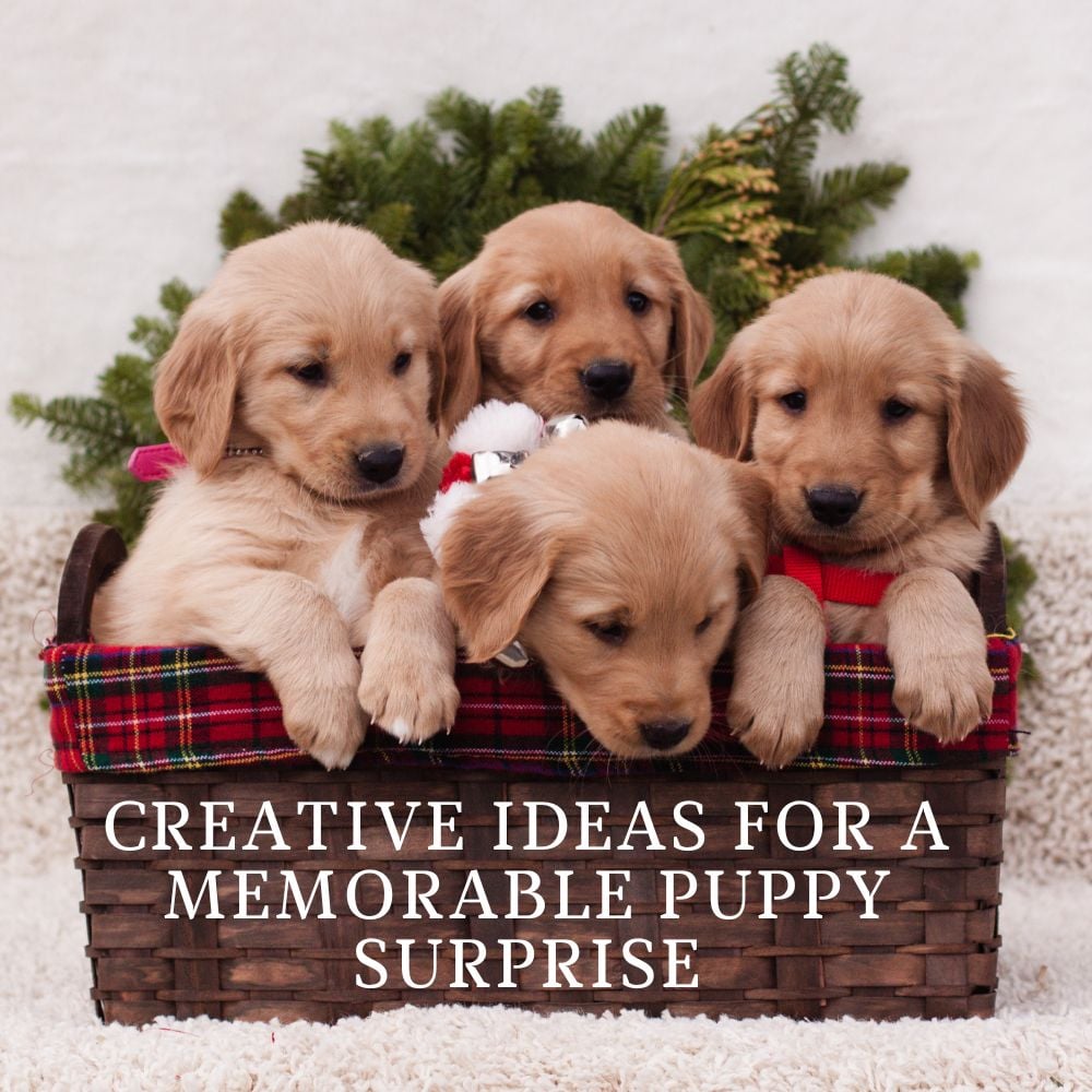 Four adorable puppies nestled in a basket surrounded by evergreen branches. Text overlay reads: "Surprise someone with Creative Ideas for the Best Puppy Surprise.