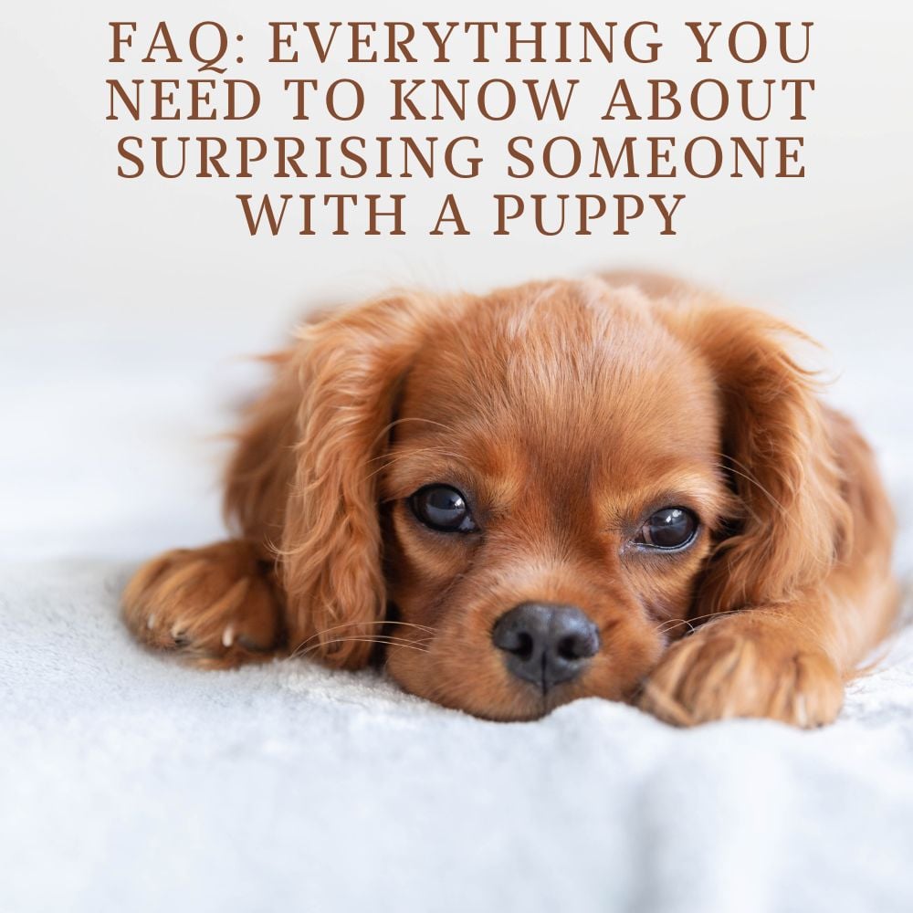 A brown puppy lies on its belly with text above: "FAQ: Everything You Need to Know About Surprising Someone with a Puppy Gift.