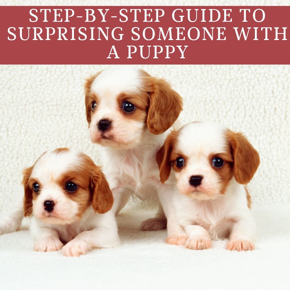 Three small puppies sit together on a soft surface, beneath a red banner with white text: "Step-by-step guide to the best way to surprise someone with a puppy.