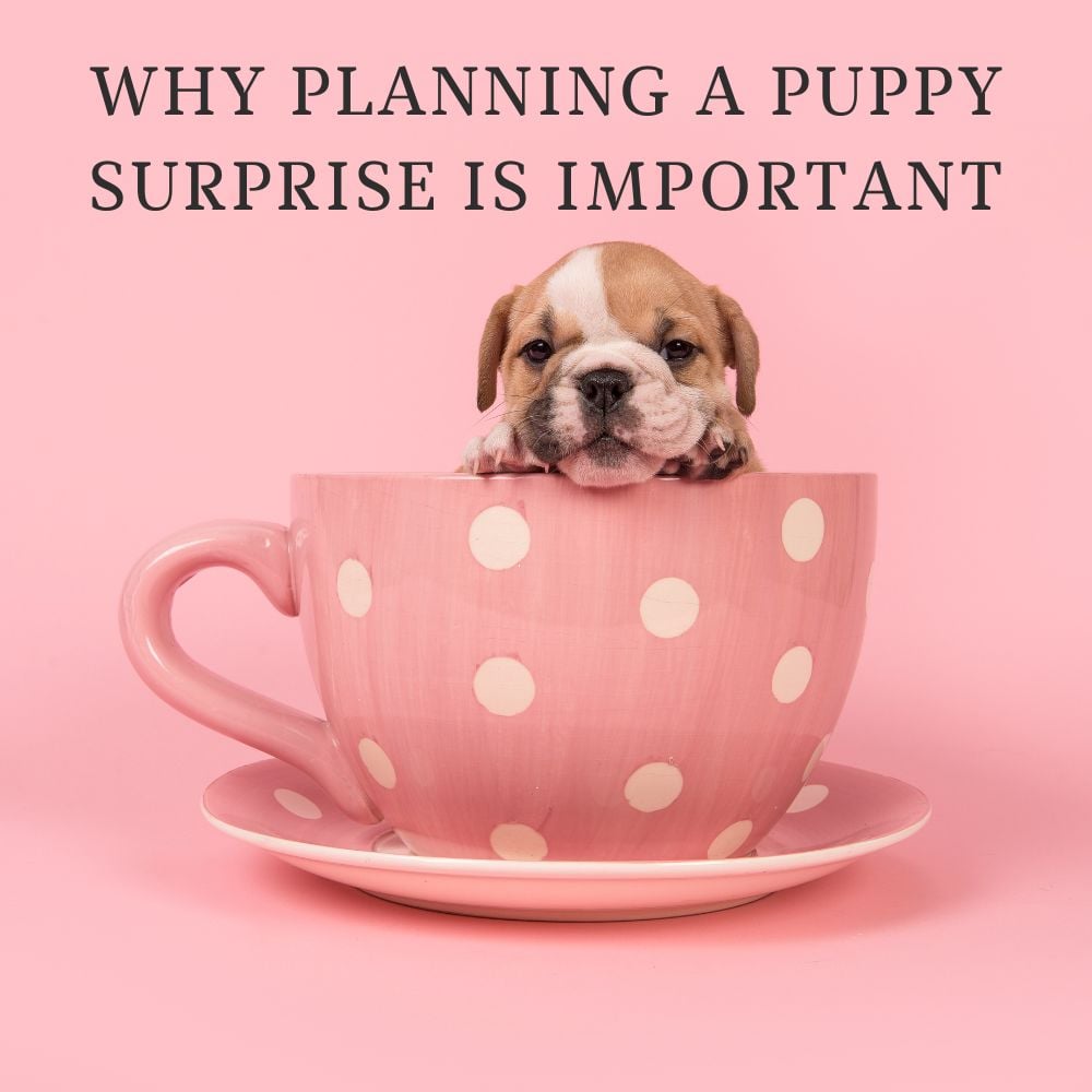 A Bulldog puppy nestled in a polka dot teacup on a pink background embodies why planning a puppy surprise is the perfect gift.