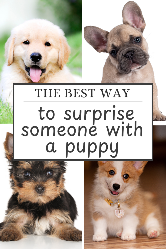 Four adorable puppies—Golden Retriever, French Bulldog, Yorkshire Terrier, and Pembroke Welsh Corgi—surround the text "The best way to surprise someone with a puppy.